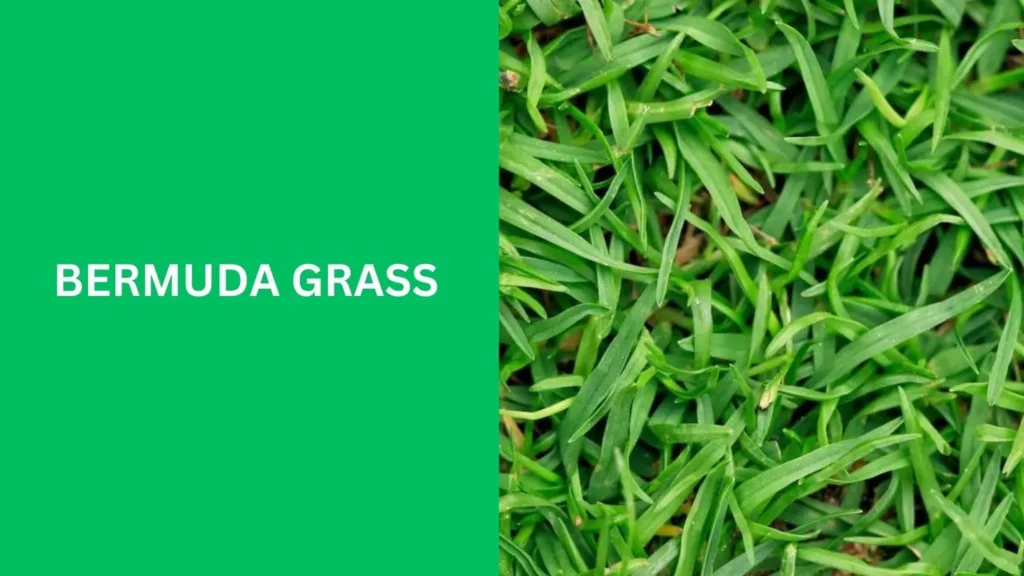 Bermuda Grass