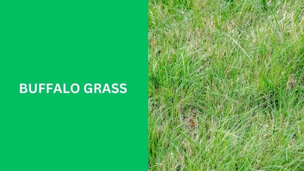 Buffalo Grass