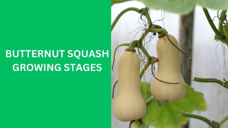 Butternut Squash Growing Stages