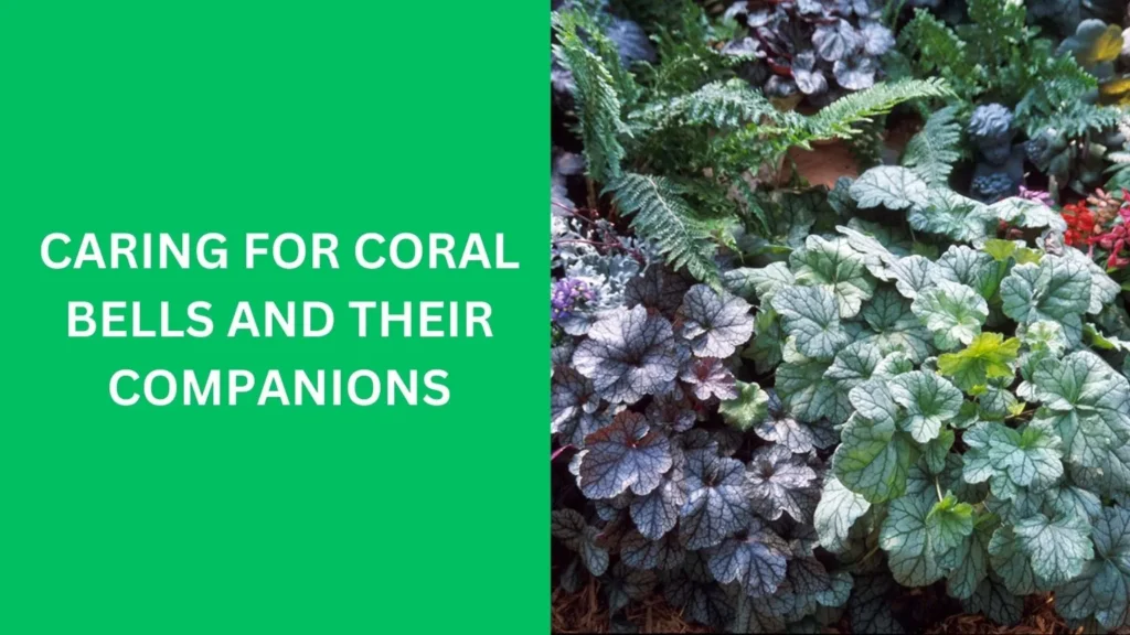 Caring for Coral Bells and Their Companions