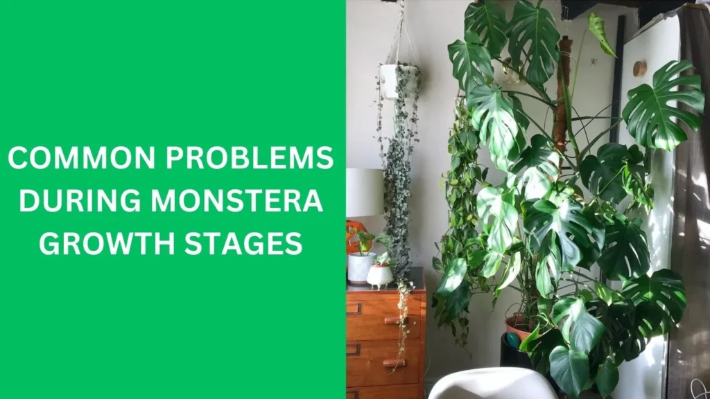 Common Problems During Monstera Growth Stages