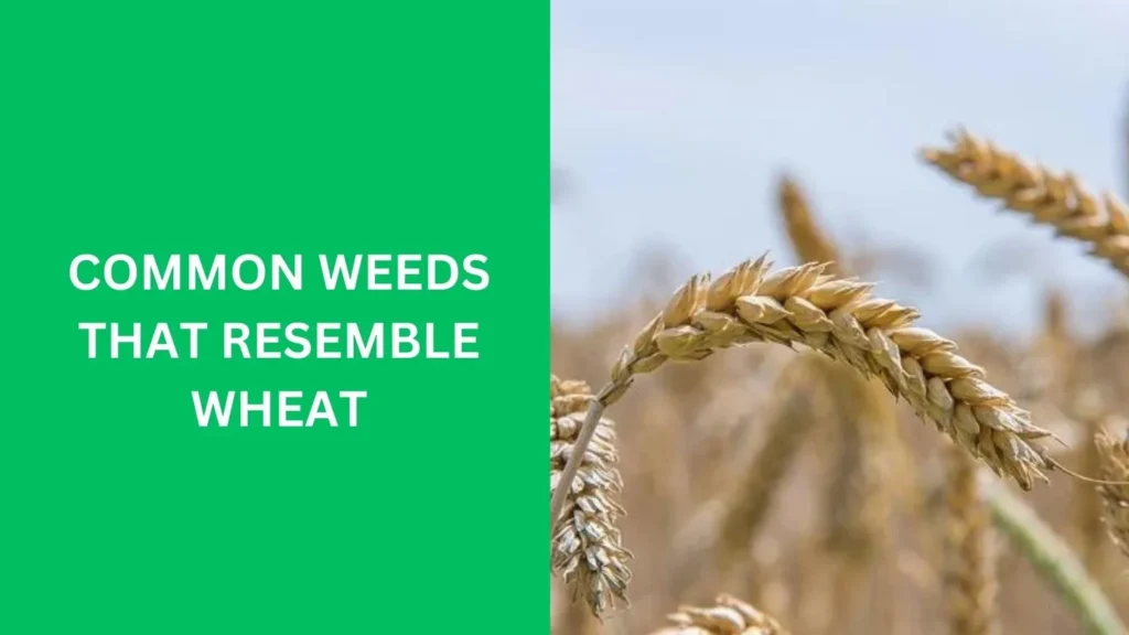 Common Weeds That Resemble Wheat