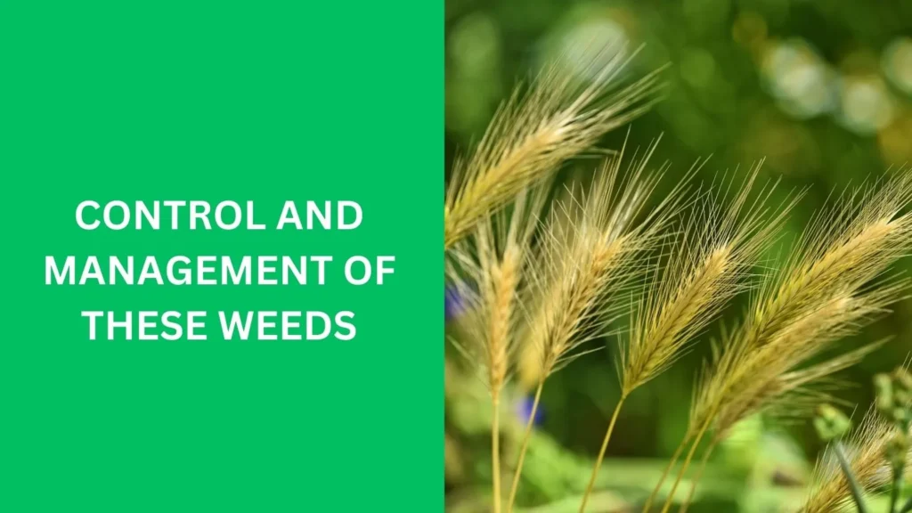 Control and Management of These Weeds