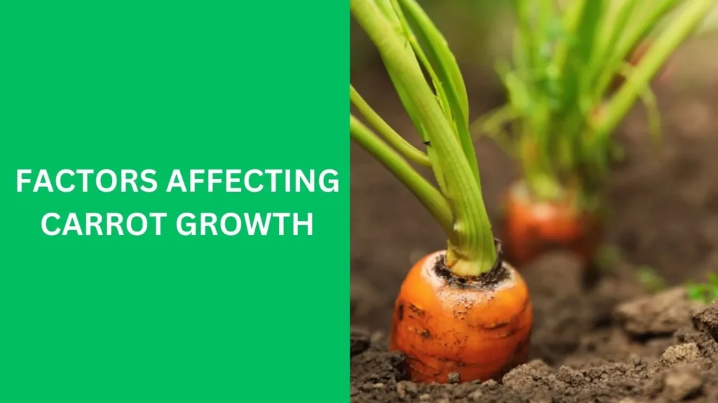 Factors Affecting Carrot Growth