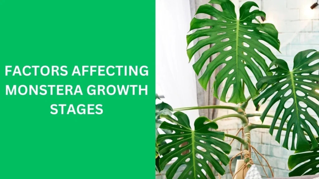 Factors Affecting Monstera Growth Stages