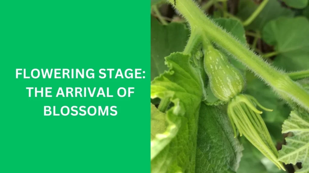 Flowering Stage: The Arrival of Blossoms