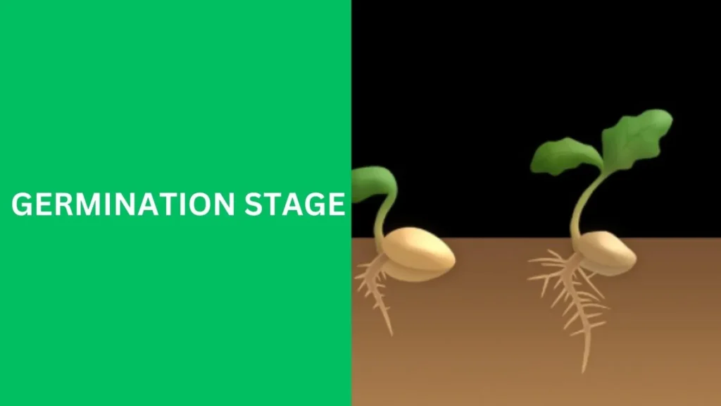 Germination Stage