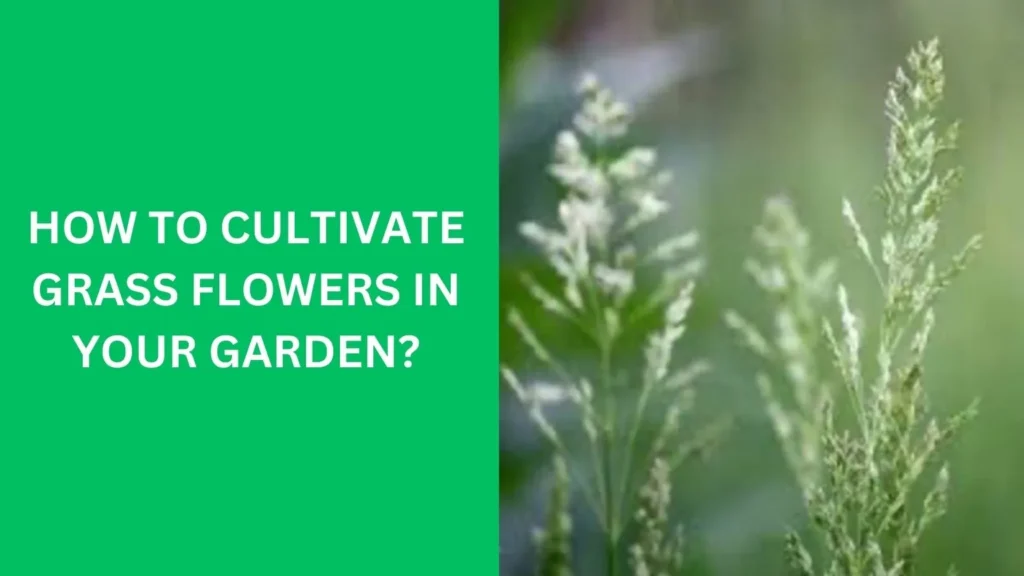 How to Cultivate Grass Flowers in Your Garden?