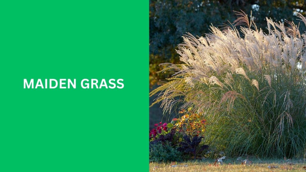 Maiden Grass