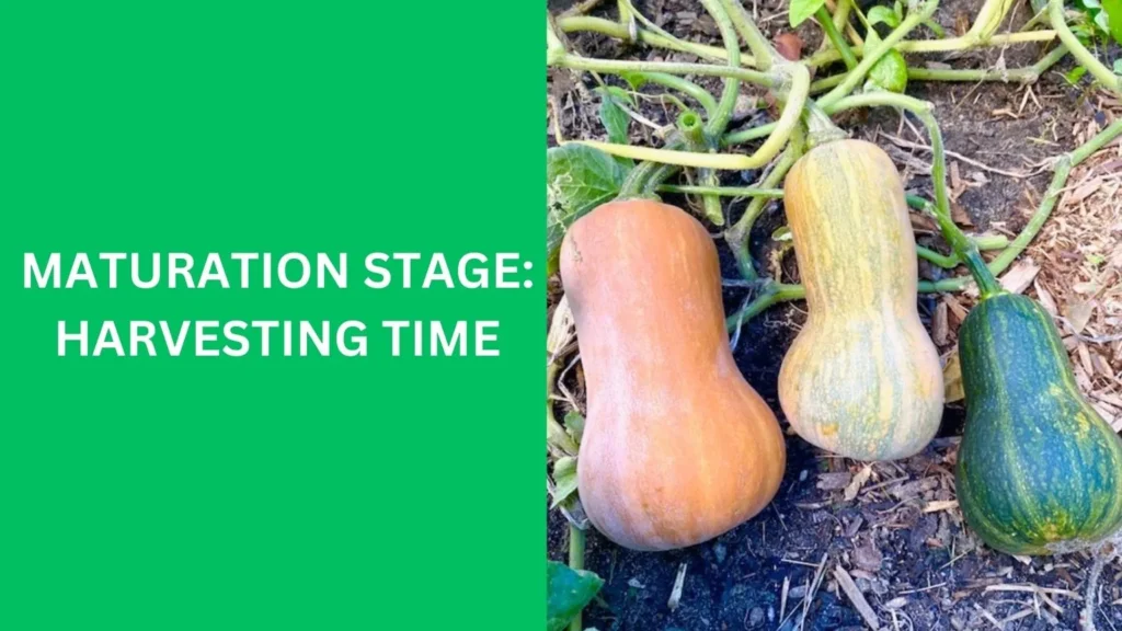 Maturation Stage: Harvesting Time