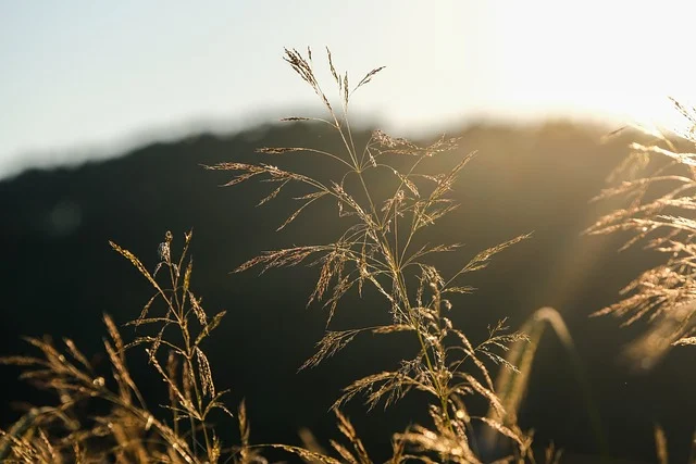 Orchard Grass