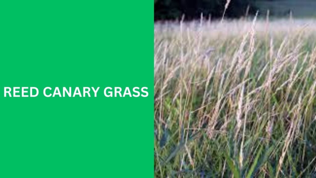 Reed Canary Grass