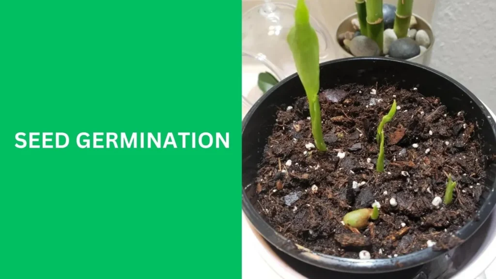 Seed Germination