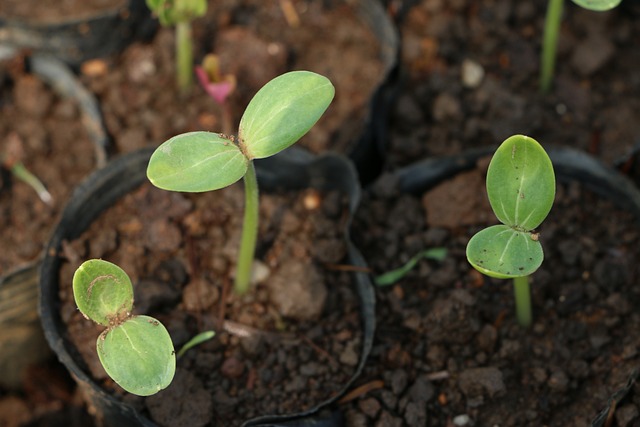 Seed Germination: The Beginning of the Journey