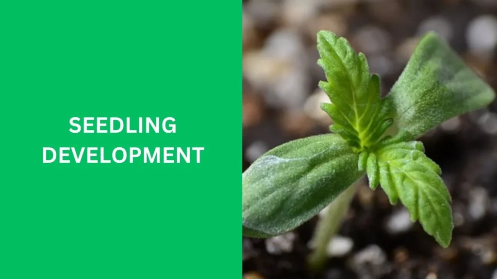 Seedling Development