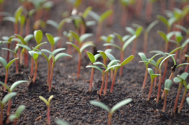 Seedling Development