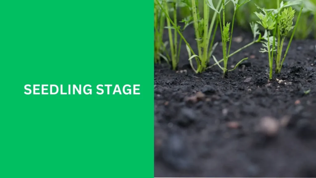 Seedling Stage