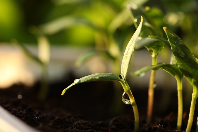 Stage 1: Seed Germination