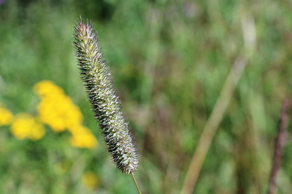 Timothy Grass