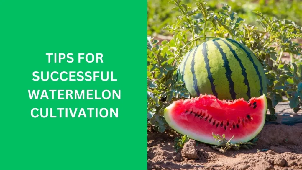 Tips for Successful Watermelon Cultivation