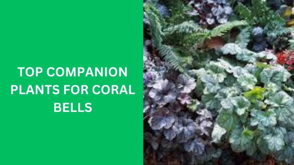 Top Companion Plants for Coral Bells