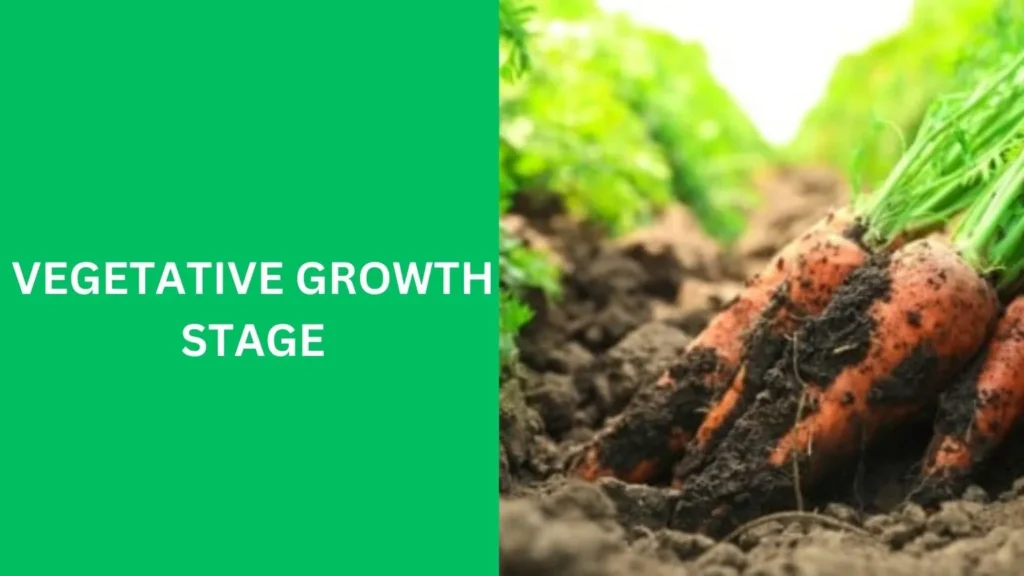 Vegetative Growth Stage