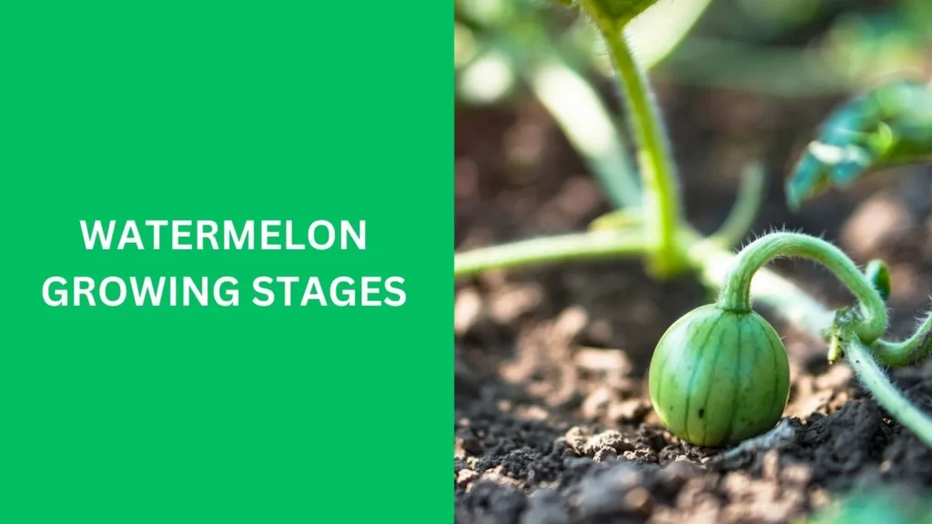 Watermelon Growing Stages