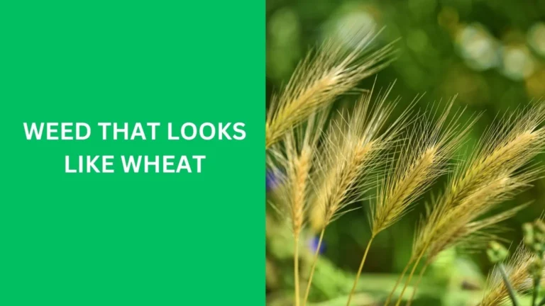 weed that looks like wheat