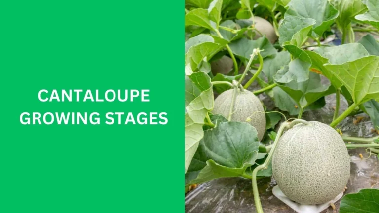 cantaloupe growing stages