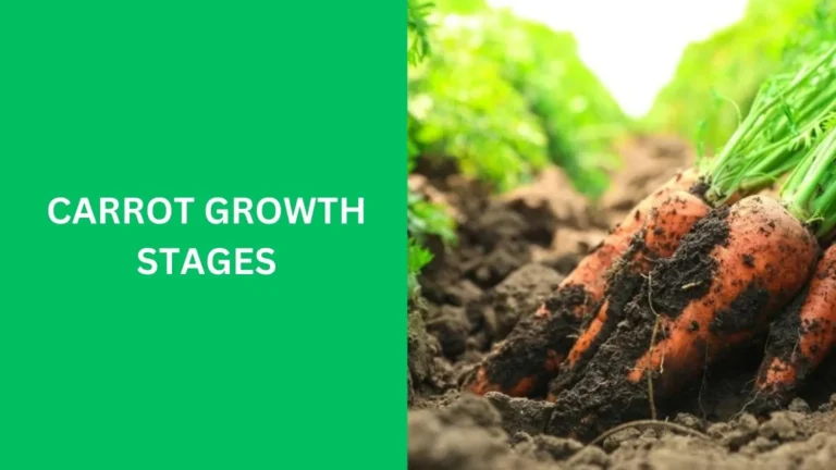 carrot growth stages