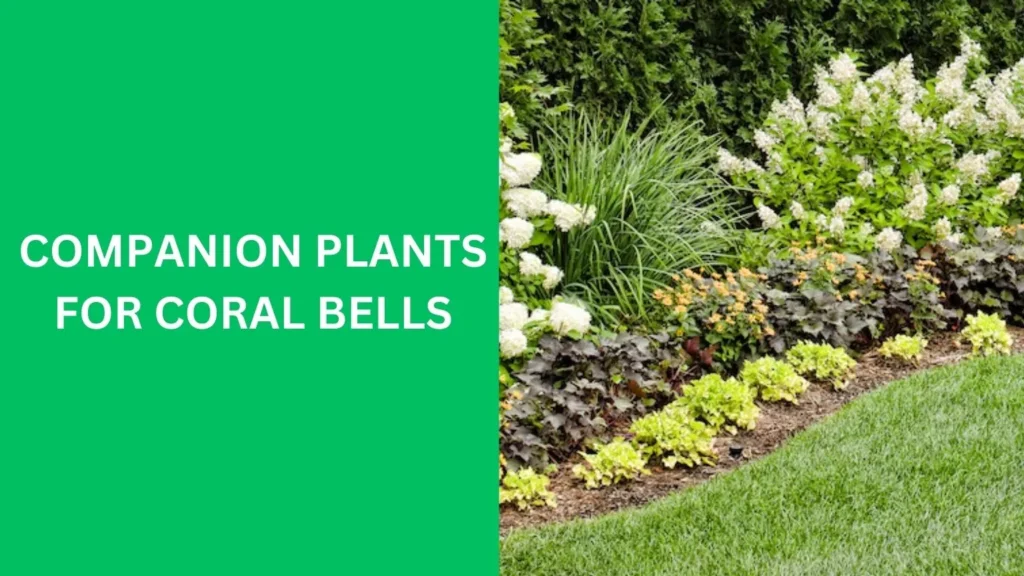 companion plants for coral bells