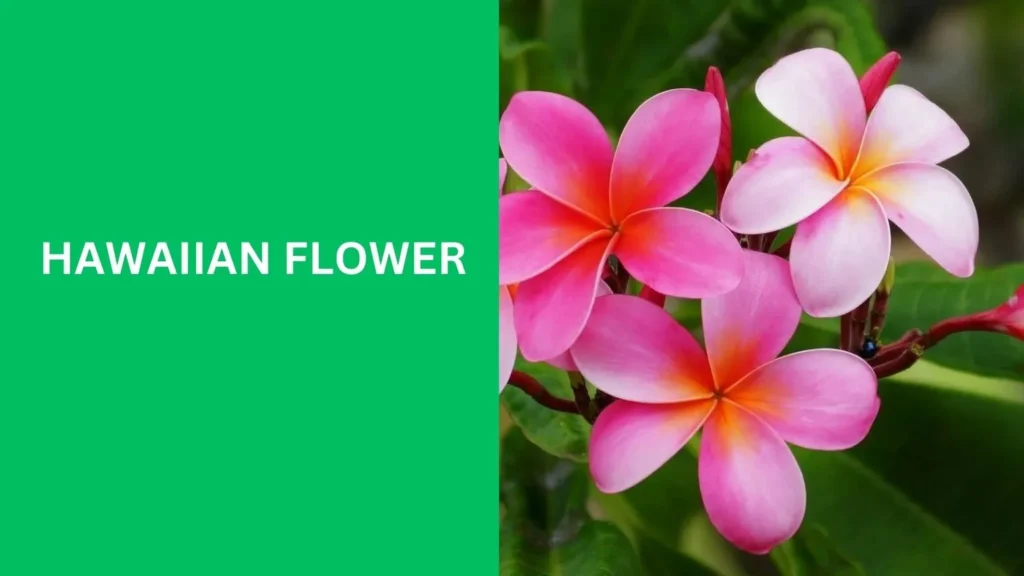 hawaiian flower