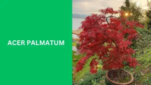 Acer palmatum