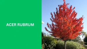 Acer rubrum