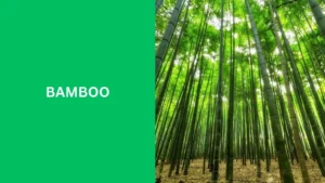 Bamboo