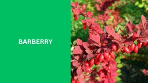 Barberry