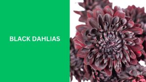 Black Dahlias