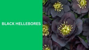 Black Hellebores