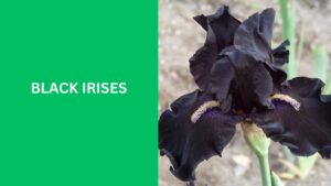 Black Irises