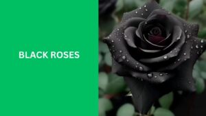 Black Roses