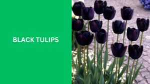 Black Tulips