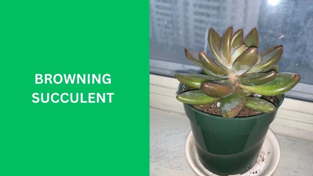 browning succulent