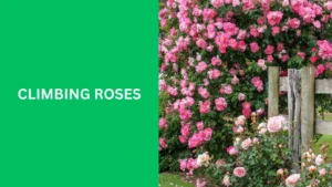 Climbing Roses