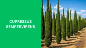 Cupressus sempervirens