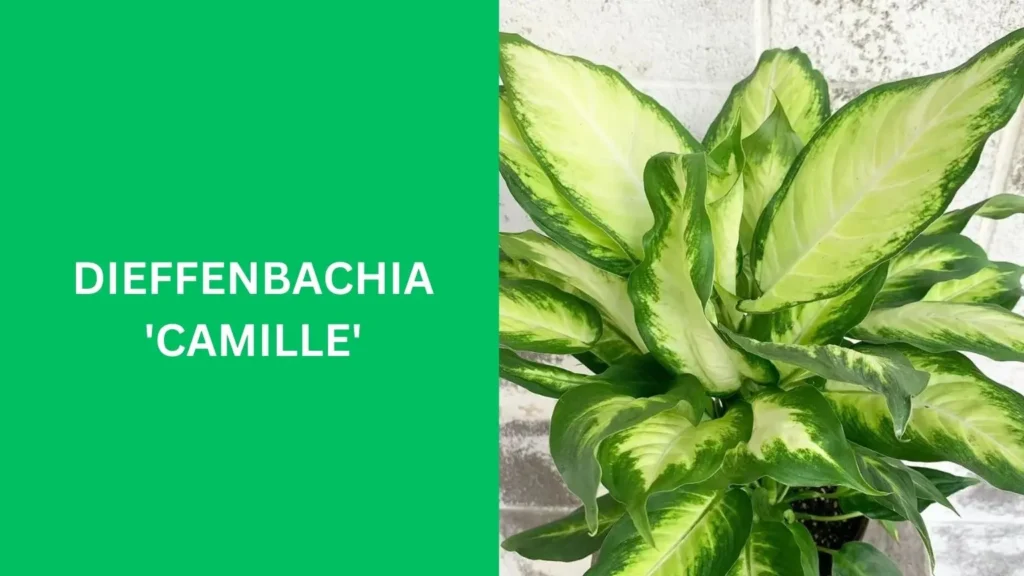 Dieffenbachia 'Camille'