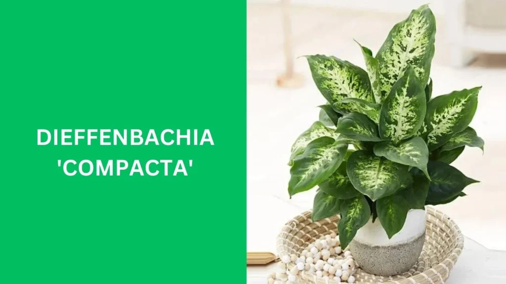 Dieffenbachia 'Compacta'