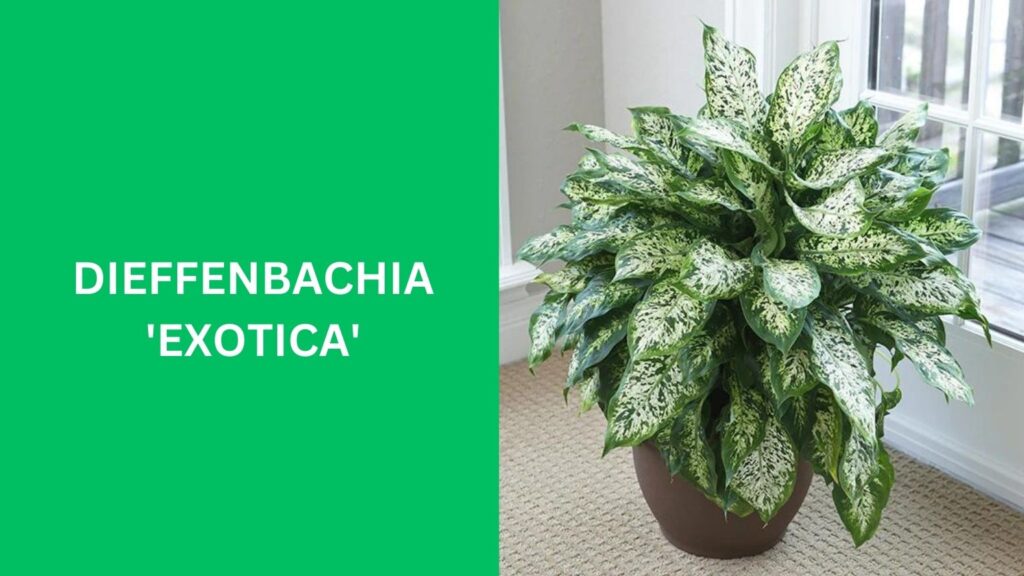 Dieffenbachia 'Exotica'