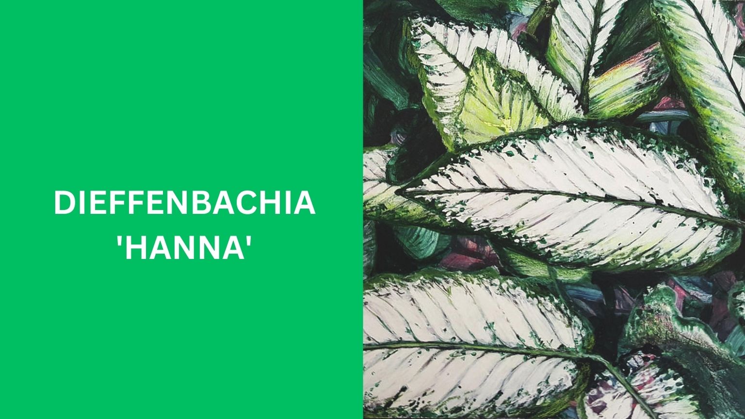 Dieffenbachia 'Hanna'