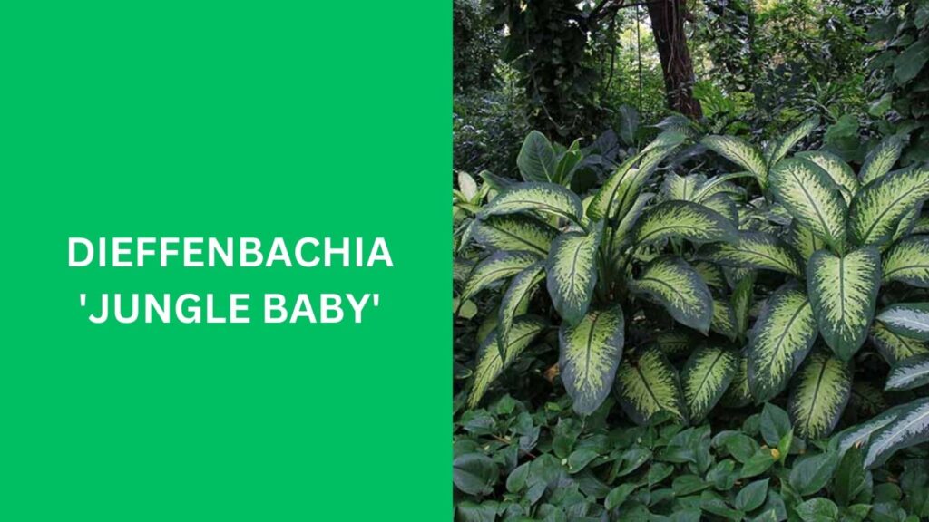 Dieffenbachia 'Jungle Baby'