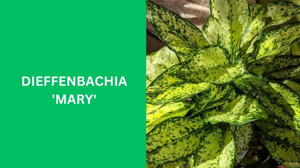 Dieffenbachia 'Mary'